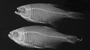 FMNH 54401 Hyphessobrycon reticulatus paratype xray 2 large